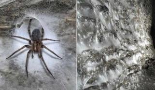 یورپ کے تاریک غار میں دنیا کا سب سے بڑا مکڑی کا جال دریافت