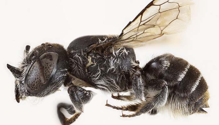‘Lucifer’ bee with devil‑like horns discovered in Australia’s Goldfields