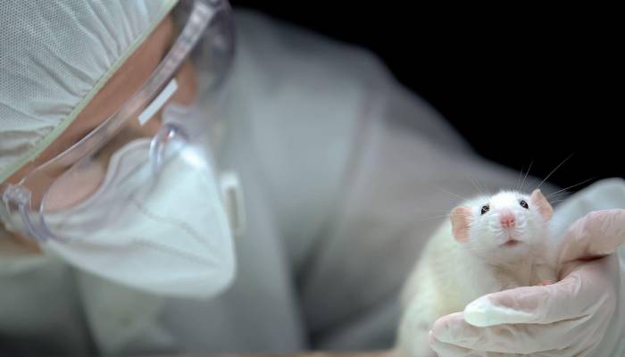 UK government plan to end animal testing in labs using human alternatives