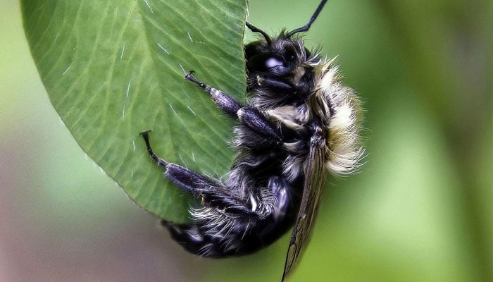 فوٹو بشکریہ سوشل میڈیا