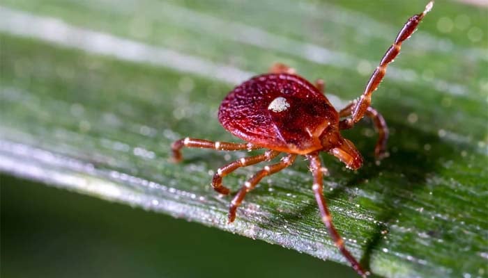 New Jersey reports first death of Alpha-Gal Meat Allergy caused by tick bite
