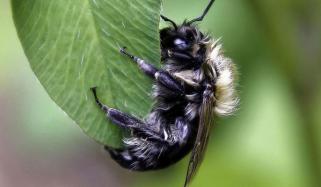 سائنسدانوں نے ’شیطانی مکھی‘ دریافت کرلی