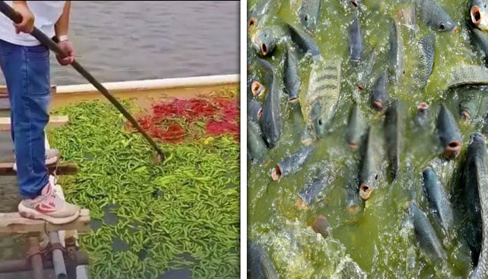 کولاج بشکریہ بین الاقوامی میڈیا