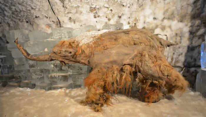 World’s oldest RNA remarkably extracted from 39,000-year-old woolly mammoth