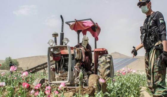 بلوچستان، افیون، بھنگ کی 2 ہزار ایکڑ فصل تلف