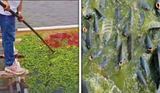 ذائقہ بہتر بنانے کیلئے چینی شخص روزانہ 5 ہزار کلو مرچیں مچھلیوں کو کھلانے لگا
