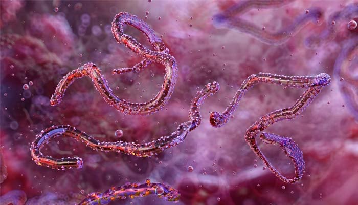 Ethiopia confirms outbreak of life-threatening Marbug virus: Africa CDC