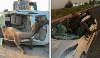 راجستھان میں اونٹ گاڑی کی چھت توڑ کر اندر پھنس گیا