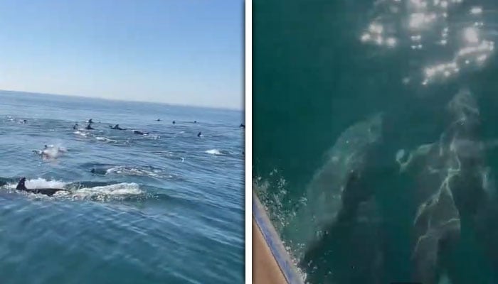 اسکرین گریب