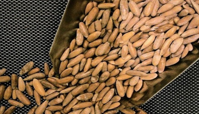 — فائل فوٹو