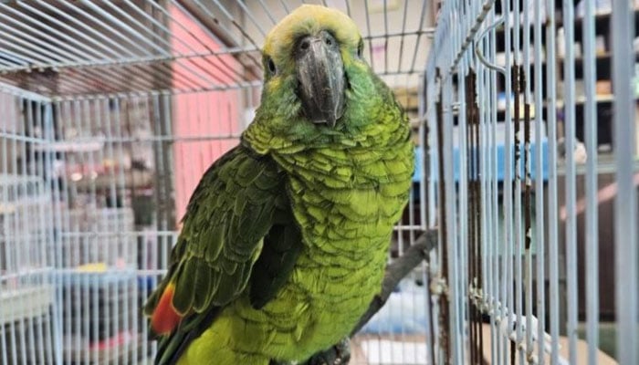 فوٹو بشکریہ کورین اینیمل ریسکیو اینڈ مینجمنٹ ایسوسی ایشن