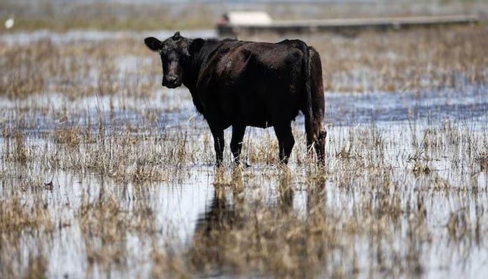 ---فائل فوٹو