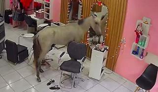 برازیل: مفرور گھوڑی بیوٹی سیلون میں جا گھسی، خواتین میں بھگدڑ مچ گئی