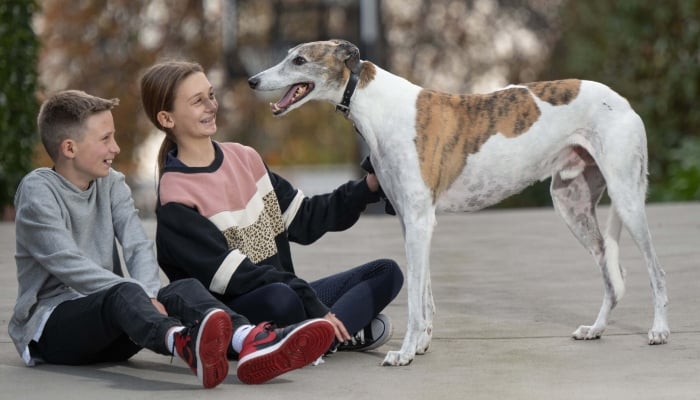 Fernando Bale, Australian retired racing greyhound dies at 12