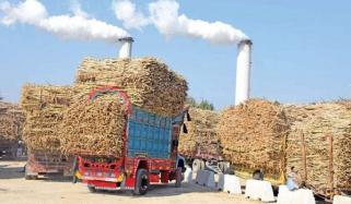 پنجاب کی تمام 41  شوگر ملز نے کرشنگ کا آغاز کردیا