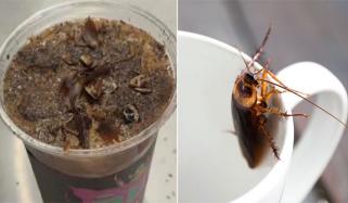 چین میں انوکھی کاکروچ کافی کی مقبولیت بڑھ گئی