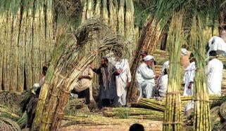 کاشتکاروں نے شوگر ملز کا 400 روپے فی من نرخ مسترد کردیا