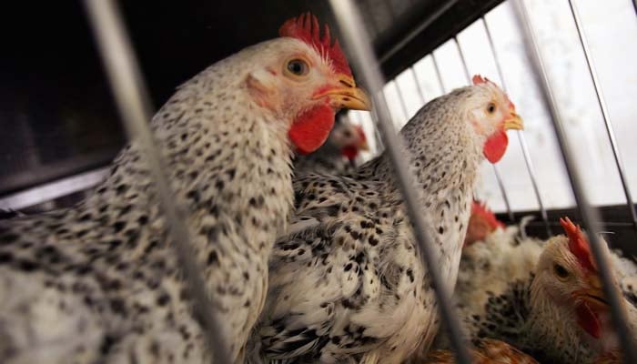 Washington reports first death due to rare bird flu infection