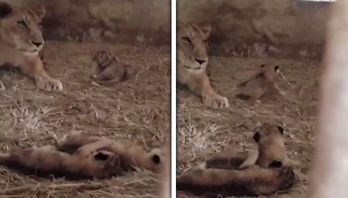 ’جیو نیوز‘ گریب