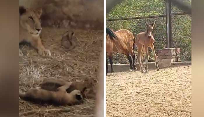 فوٹو: اسکرین گریب۔سوشل میڈیا