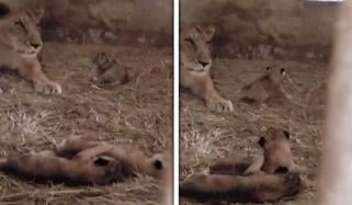 کراچی چڑیا گھر میں شیرنی ہاں 3 بچوں کی پیدائش