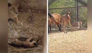 کراچی کے سفاری پارک میں 15جانوروں کی پیدائش