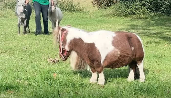 ویڈیو گریب۔