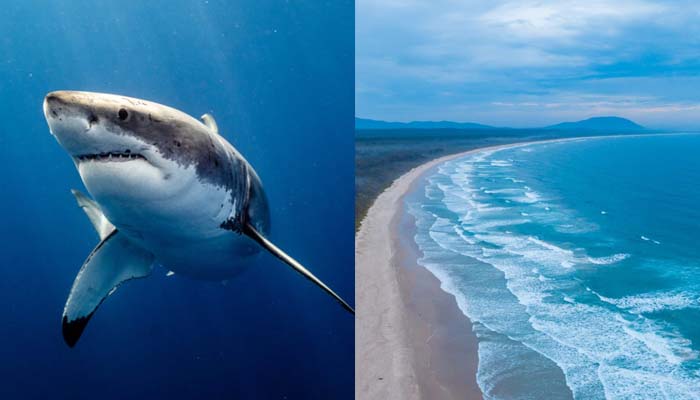 Bull shark kills woman, injures man in rare double attack at Australian beach