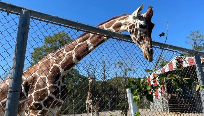 Missing Virginia zoo giraffes draw attention from Hollywood A-lister