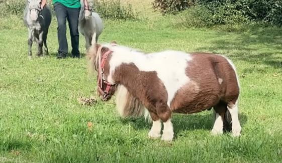 جرمنی میں دنیا کا سب سے چھوٹا گھوڑا