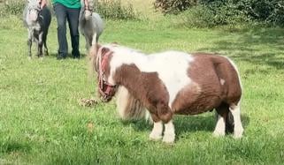 جرمنی میں دنیا کا سب سے چھوٹا گھوڑا