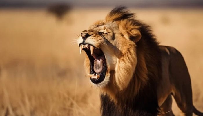 — فائل فوٹو