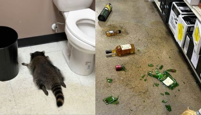 Staff shocked as drunk raccoon found passed out on Virginia liquor store floor