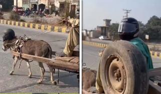 چلان سے بچنے کیلئے گدھے نے بھی ہیلمٹ پہن لیا، دلچسپ ویڈیو وائرل