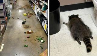 ورجینیا: اسٹور میں راکون کے ہاتھ شراب کی بوتل لگ گئی، واقعے کی تصاویر وائرل