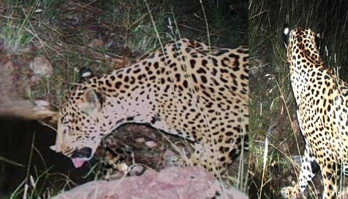 Rare jaguar sighting in southern Arizona confirms species’ presence