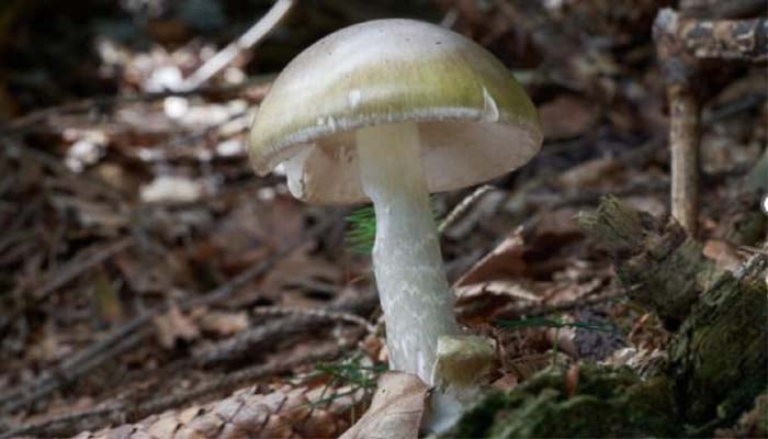 Deadly mushroom outbreak terrifies California: One dead, several sick