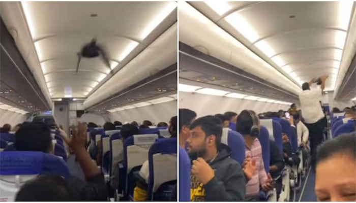بھارتی ایئرلائن میں دوران پرواز  کبوتر گھس آیا