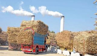 سندھ، بیشتر شوگر ملز میں کرشنگ شروع نہ کی جاسکی، آبادگار پریشان