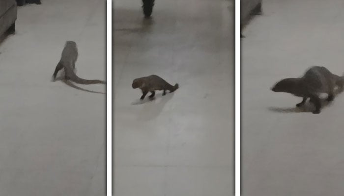 — اسکرین گریب