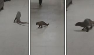 کراچی ایئرپورٹ کے جناح ٹرمینل میں نیولے کا مٹر گشت، انتظامیہ کی دوڑیں لگ گئیں