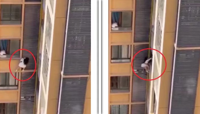 — اسکرین گریب