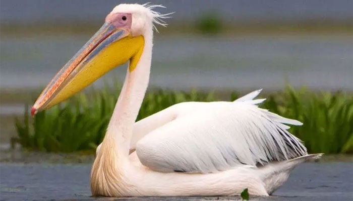 —فائل فوٹو