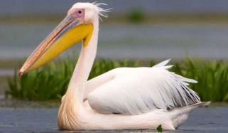 مہمان پرندے کو ملاح کی مہمان نوازی ایسی پسند آئی کہ یہیں کا ہو کر رہ گیا