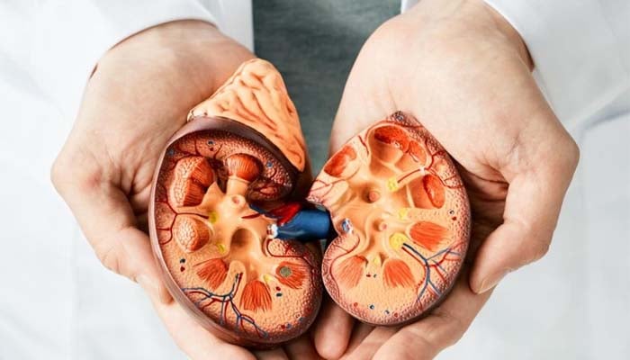 Study reveals new target for treating chronic kidney disease