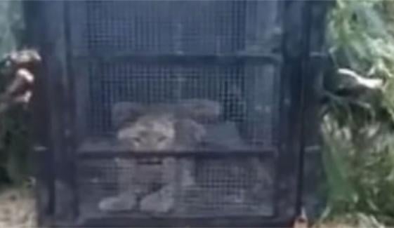 گلیات: پکڑا گیا تیندوا وائلڈ لائف حکام کیلئے امتحان بن گیا 