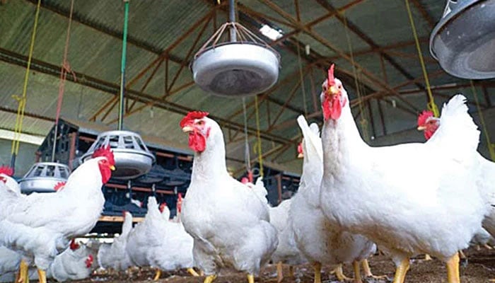 — فائل فوٹو