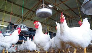 پولٹری ایسوسی ایشن پر قیمتیں بڑھانے کیلئے کارٹیل بنانے کا الزام ثابت، 2.5 کروڑ کا جرمانہ عائد