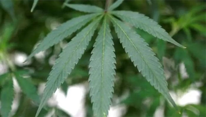 خیبرپختونخوا حکومت کا بھنگ کی کاشت کو قانونی حیثیت دینے پر غور