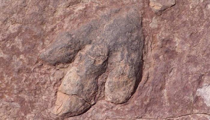 Thousands of 210-million-year-old dinosaur footprints discovered in Italy